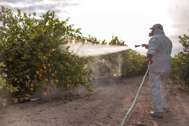 Spider Control Near Me in Cottonwood, AZ
